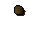 Yew seed
